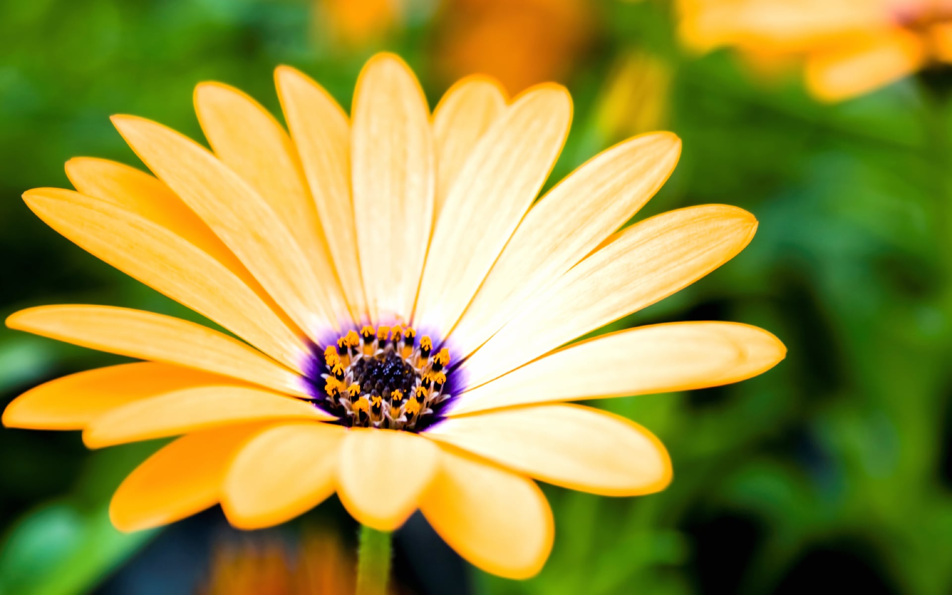 Daisy flower at 1600 x 1200 size wallpapers HD quality
