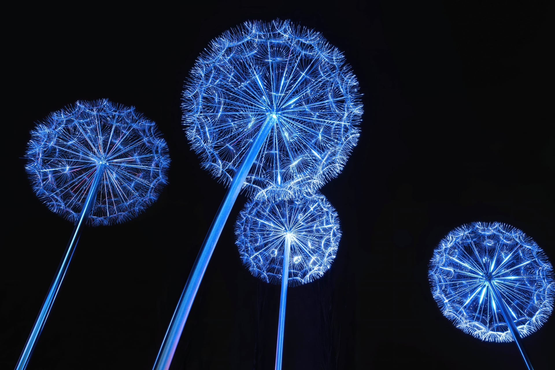 Dandelion Lights at 1152 x 864 size wallpapers HD quality