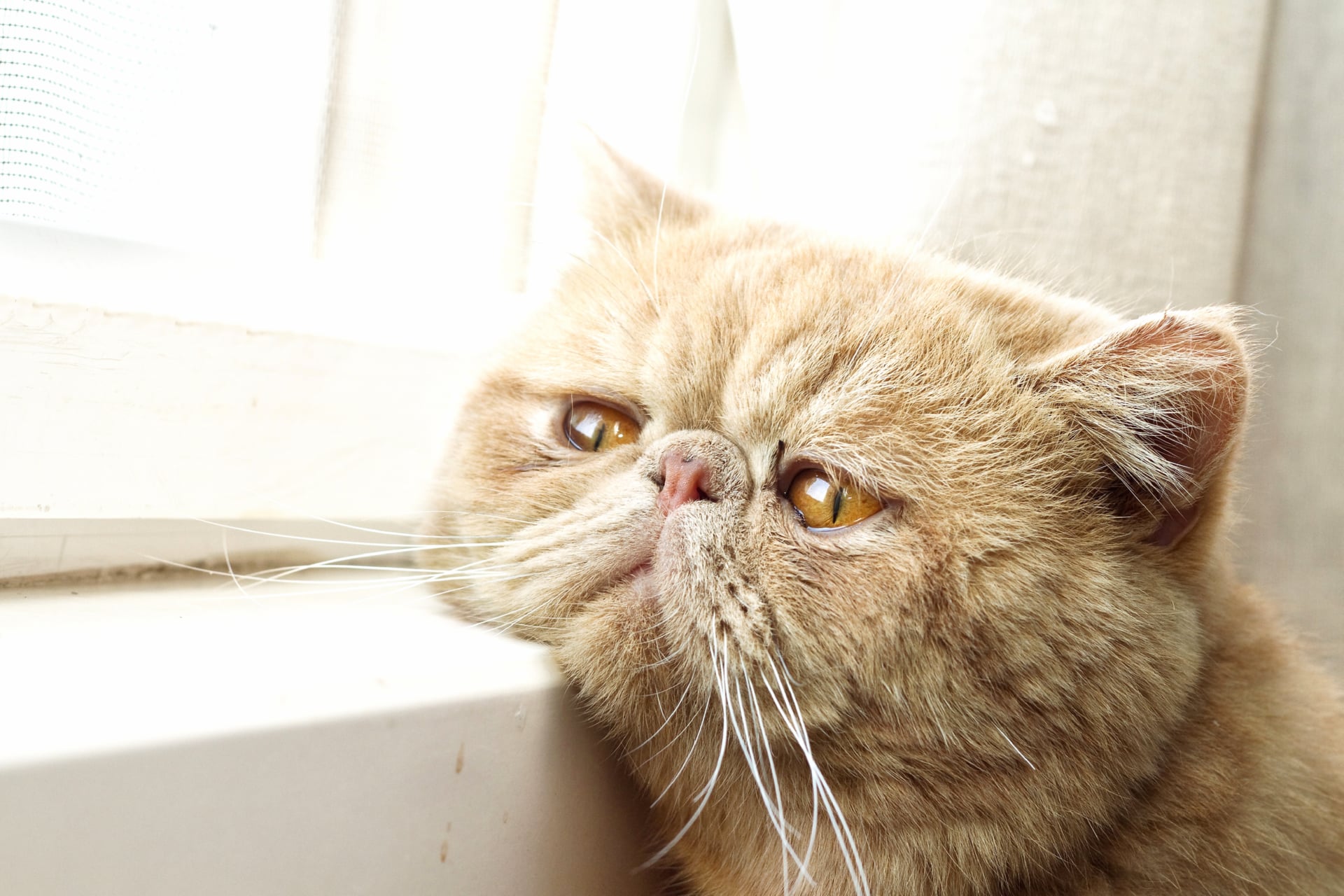 Exotic Shorthair at 640 x 960 iPhone 4 size wallpapers HD quality