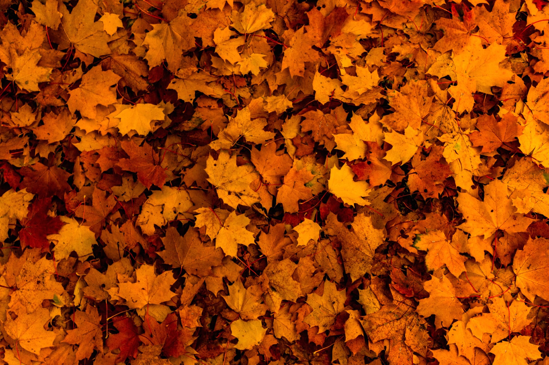 Fallen Leaves at 1152 x 864 size wallpapers HD quality