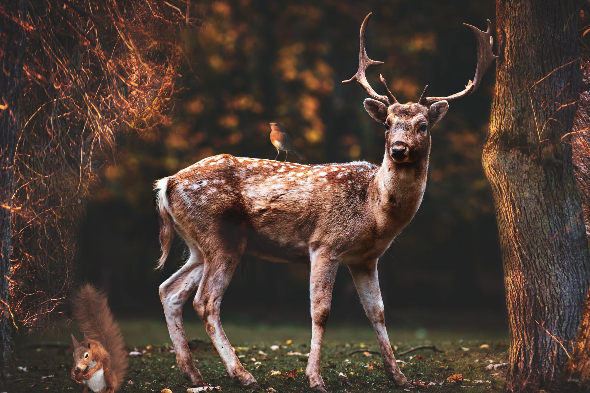 Fallow deer at 1600 x 1200 size wallpapers HD quality