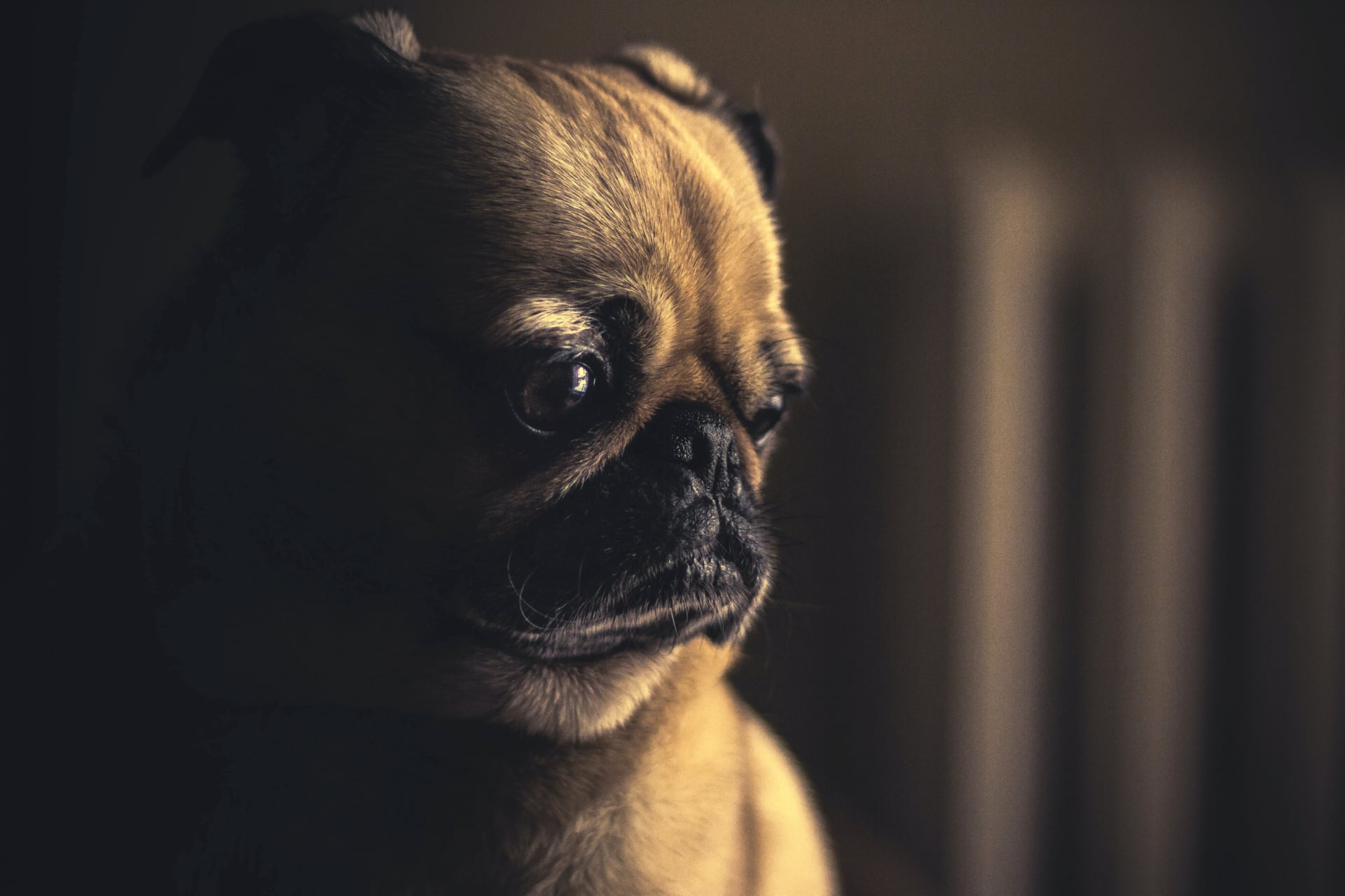 Fawn Pug wallpapers HD quality