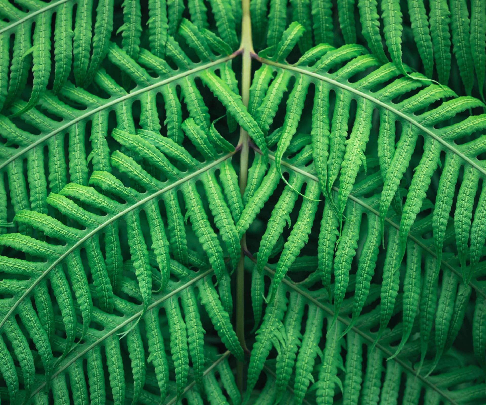 Fern plant at 640 x 960 iPhone 4 size wallpapers HD quality