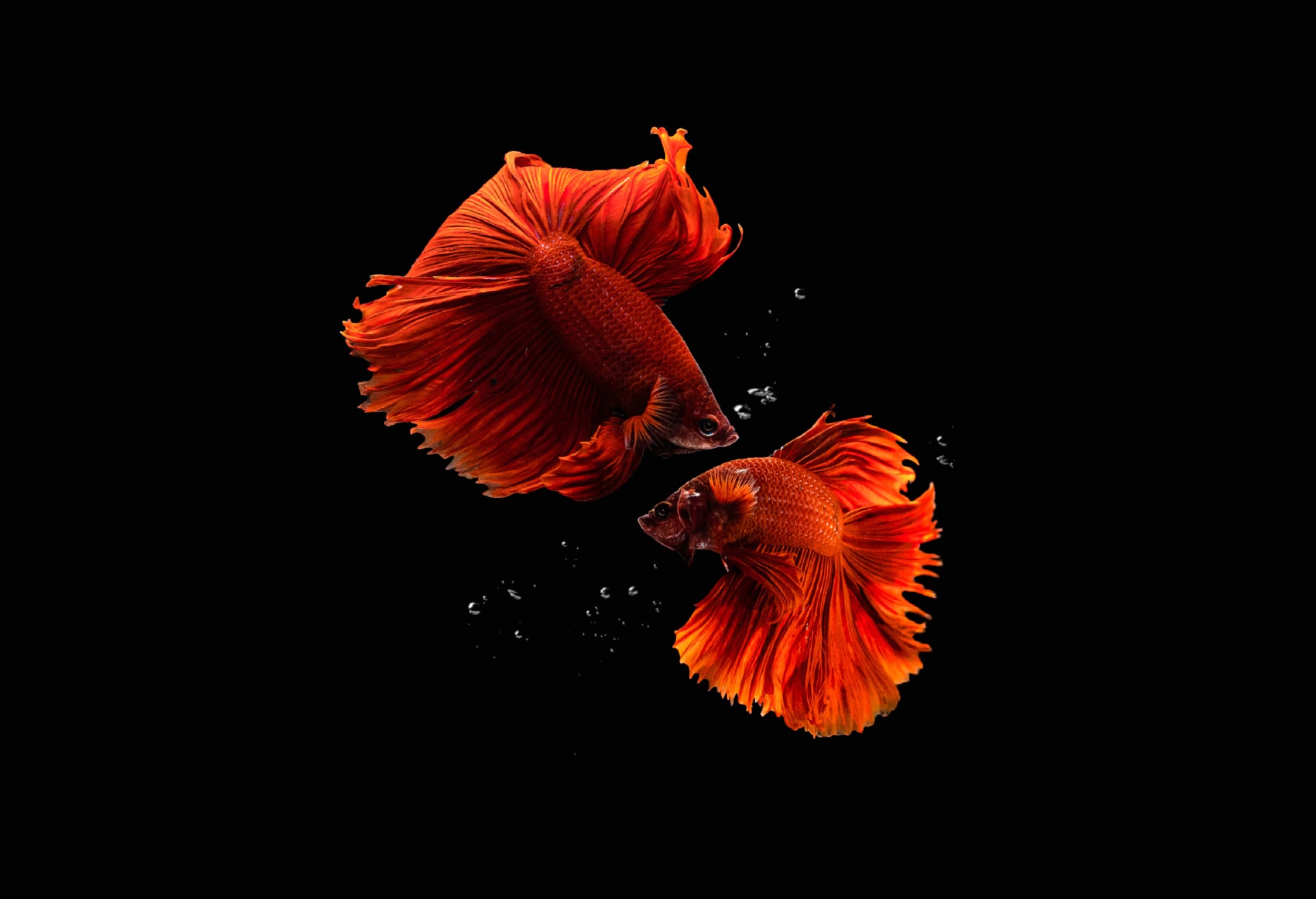 Fishes at 640 x 1136 iPhone 5 size wallpapers HD quality