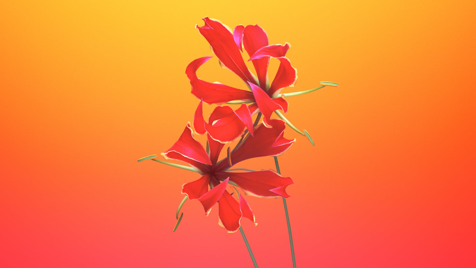 Flame lily wallpapers HD quality