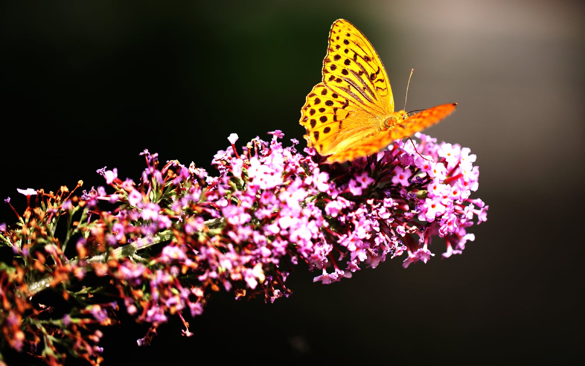 Fritillaries at 1024 x 1024 iPad size wallpapers HD quality