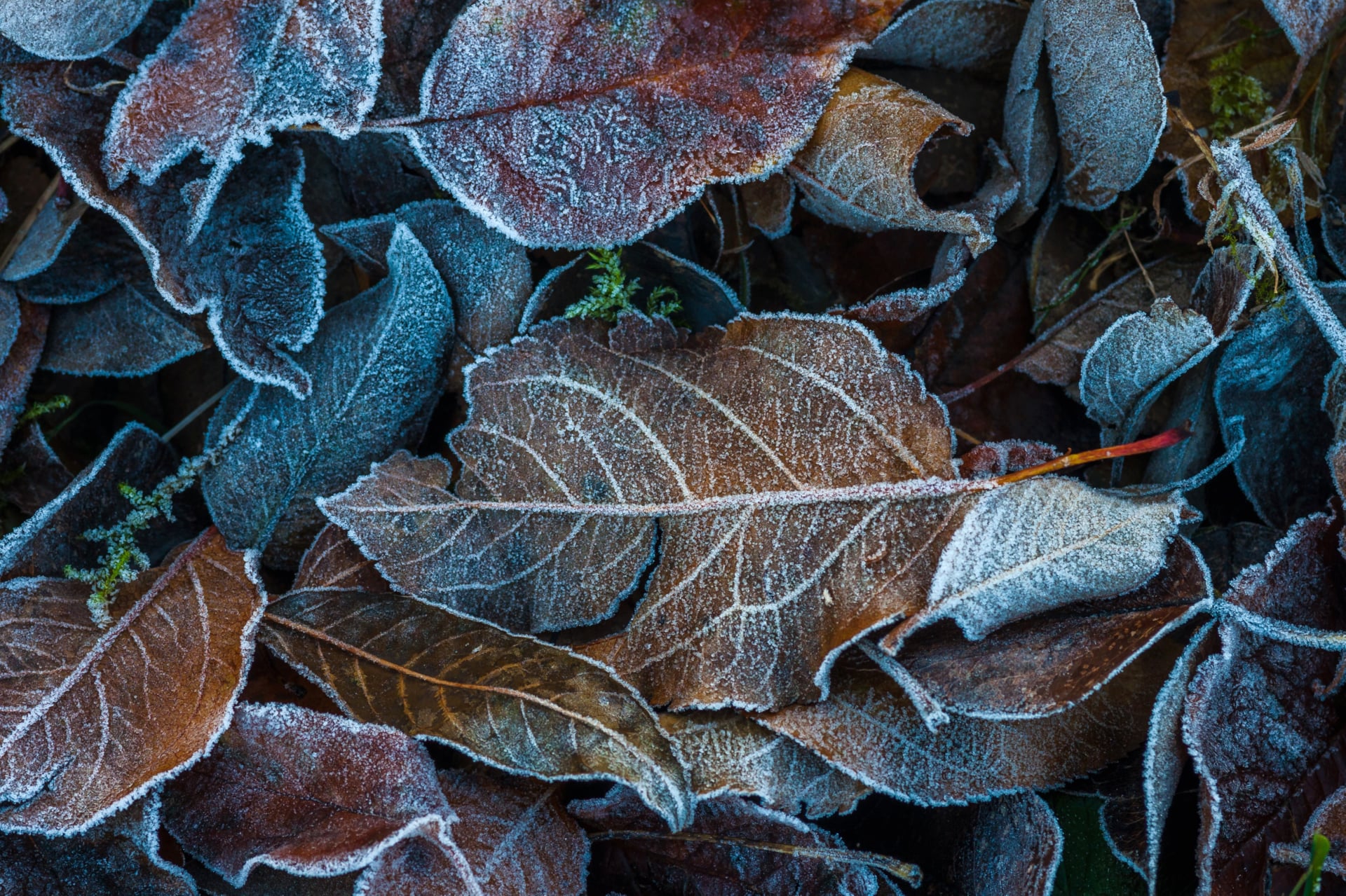 Frozen Leaves wallpapers HD quality