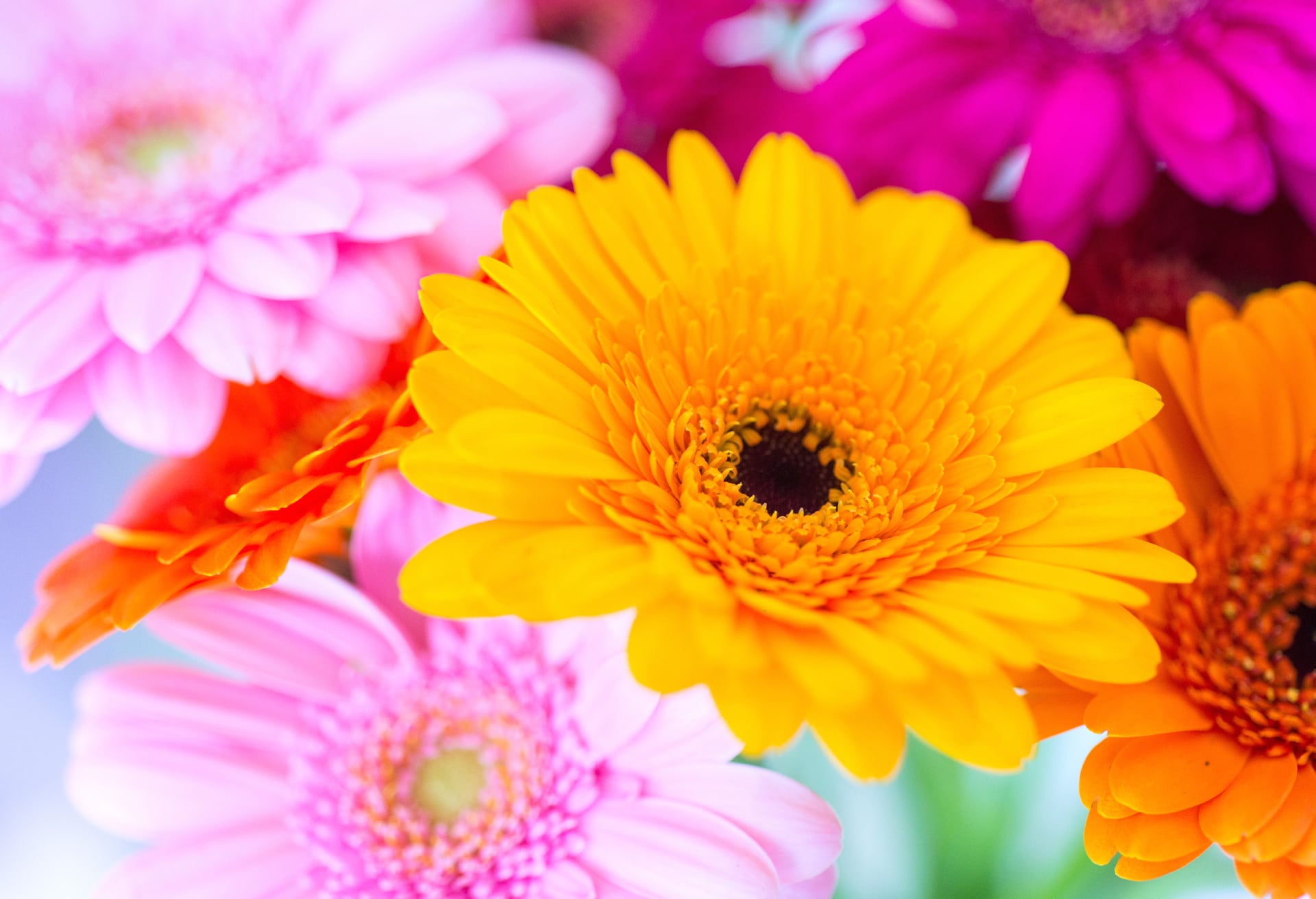 Gerbera Daisy at 1600 x 1200 size wallpapers HD quality