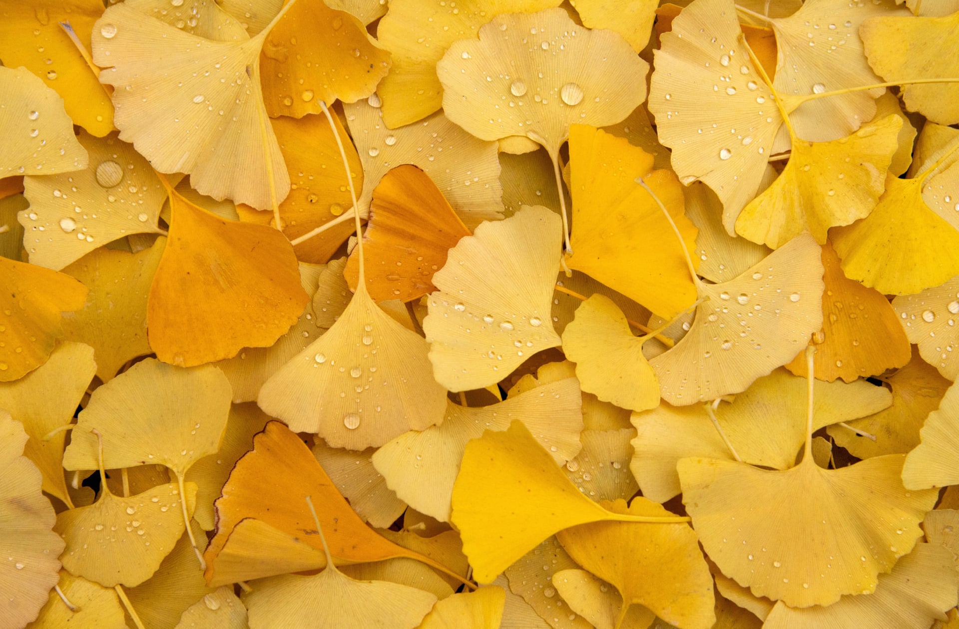 Ginkgo Leaves at 320 x 480 iPhone size wallpapers HD quality