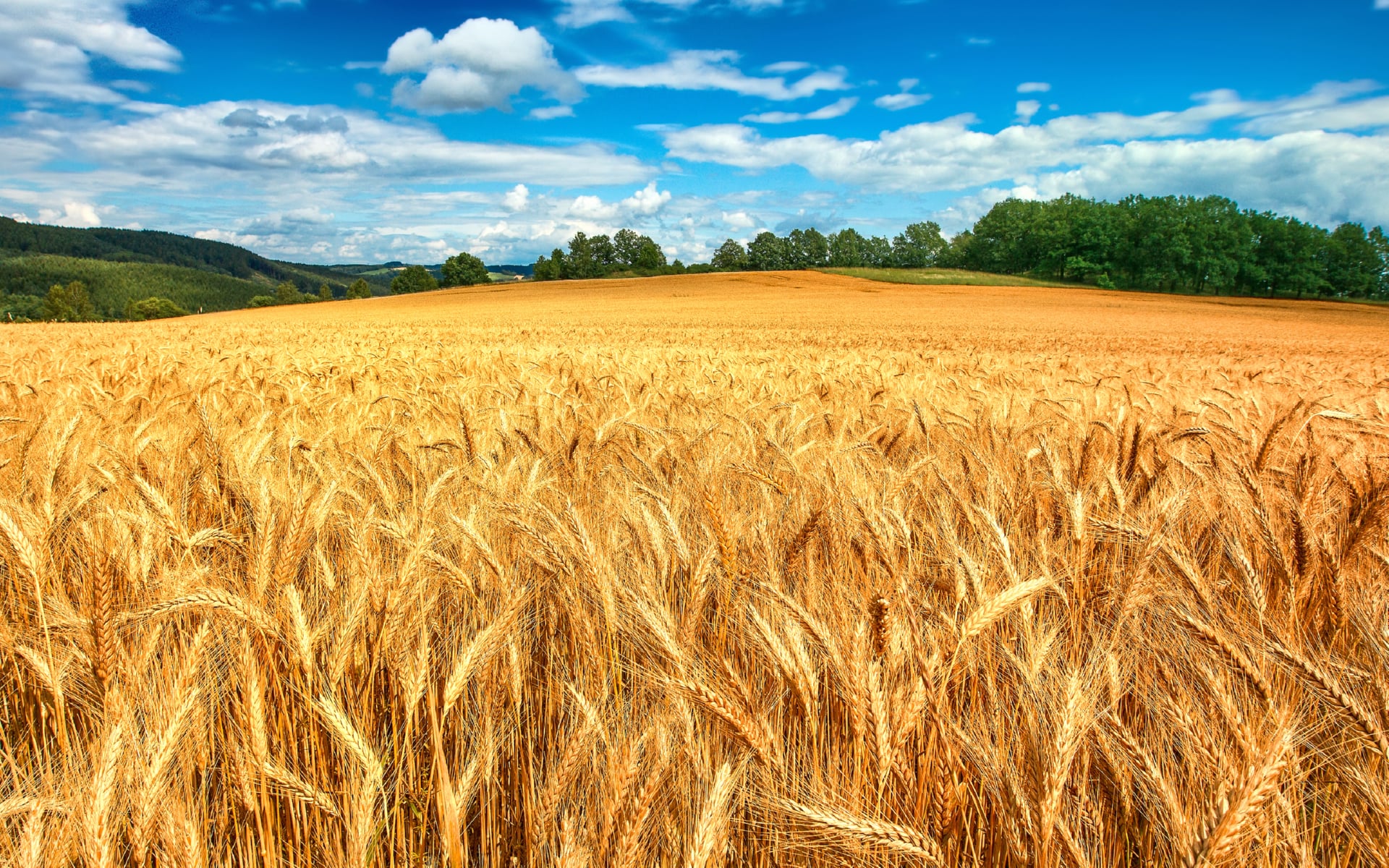 Golden fields at 1280 x 960 size wallpapers HD quality