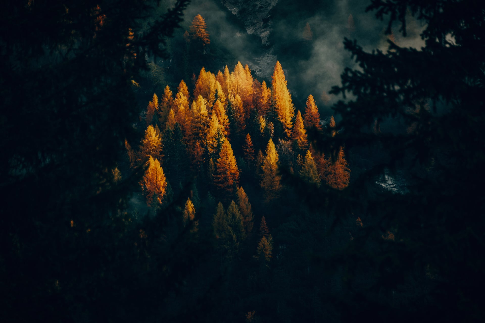 Golden larches at 750 x 1334 iPhone 6 size wallpapers HD quality