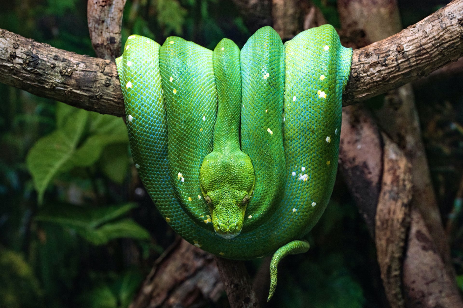 Green Python at 640 x 1136 iPhone 5 size wallpapers HD quality
