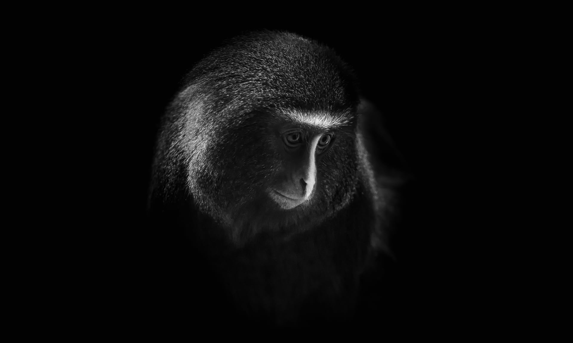 Hamlyns monkey at 2048 x 2048 iPad size wallpapers HD quality