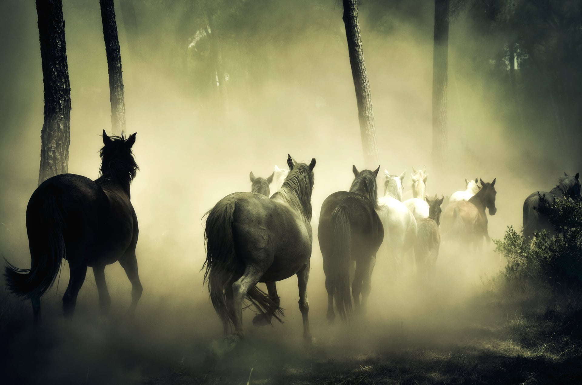 Horses wallpapers HD quality