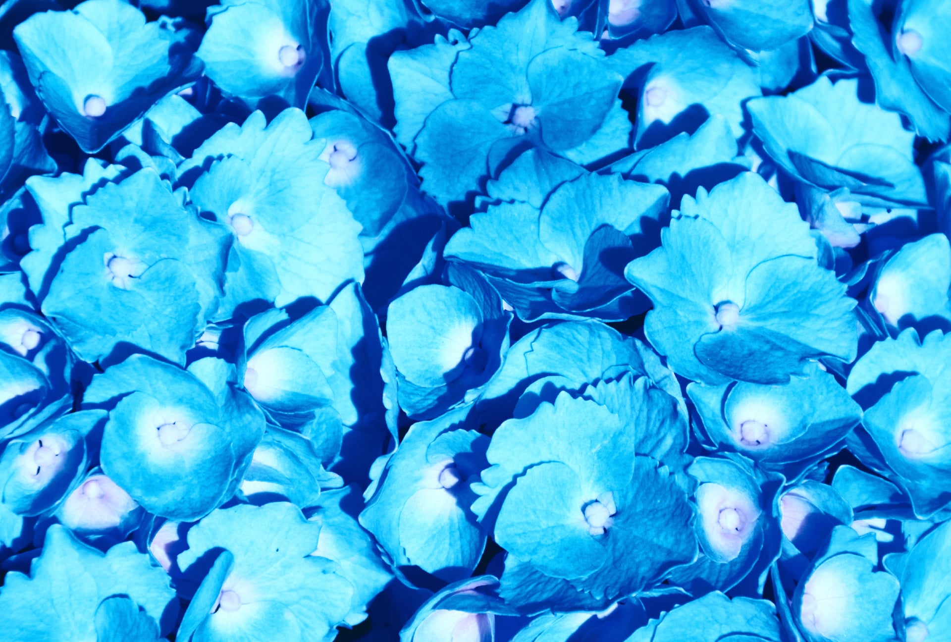 Hydrangea Flowers wallpapers HD quality