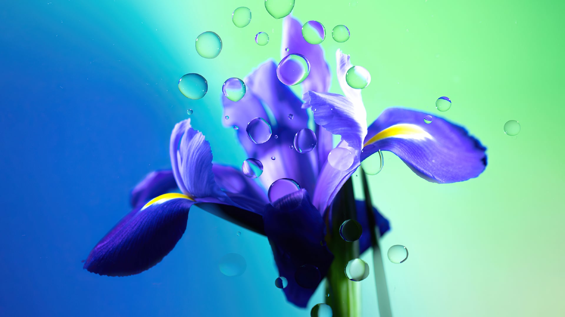 Iris flower at 1280 x 960 size wallpapers HD quality