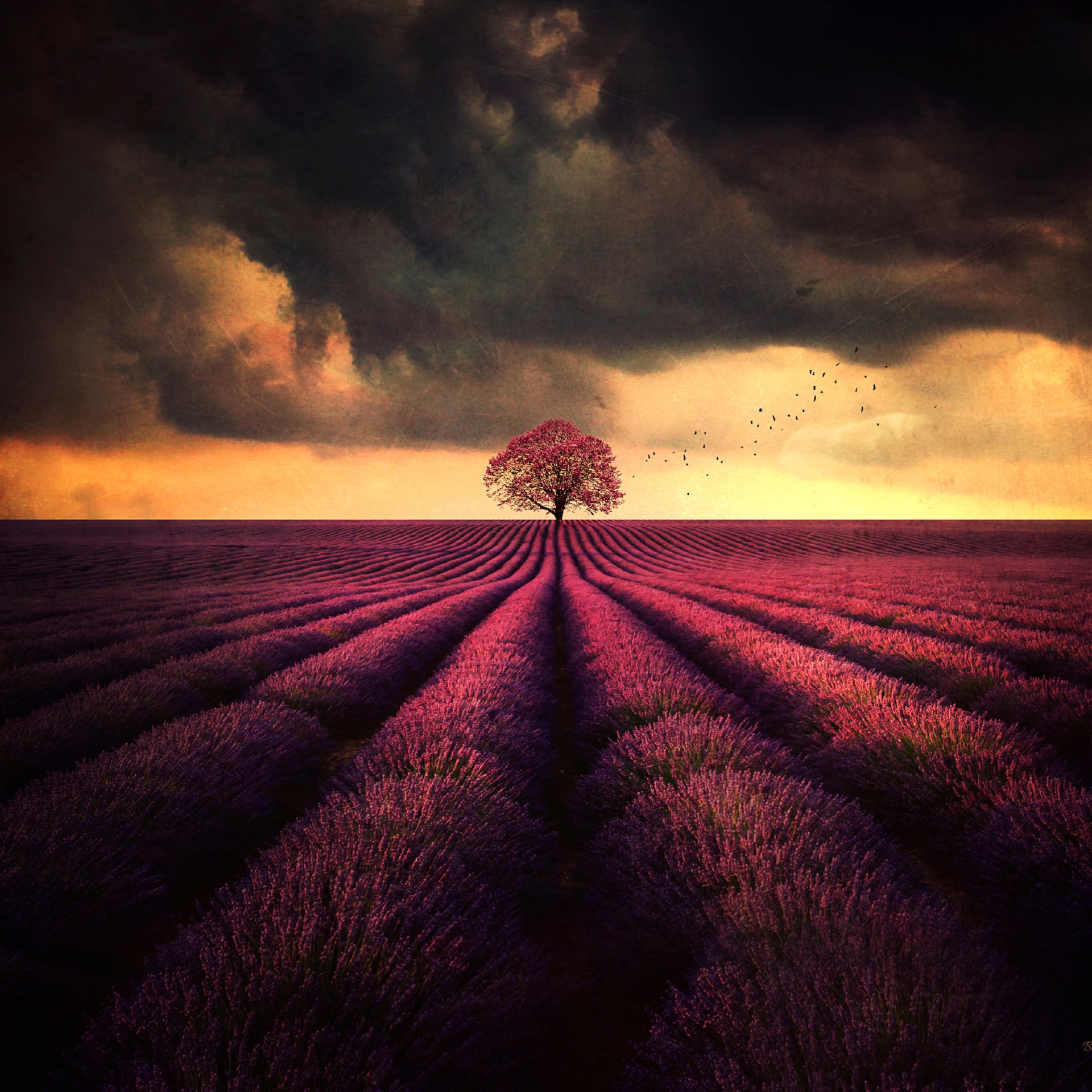 Lavender farm at 2048 x 2048 iPad size wallpapers HD quality