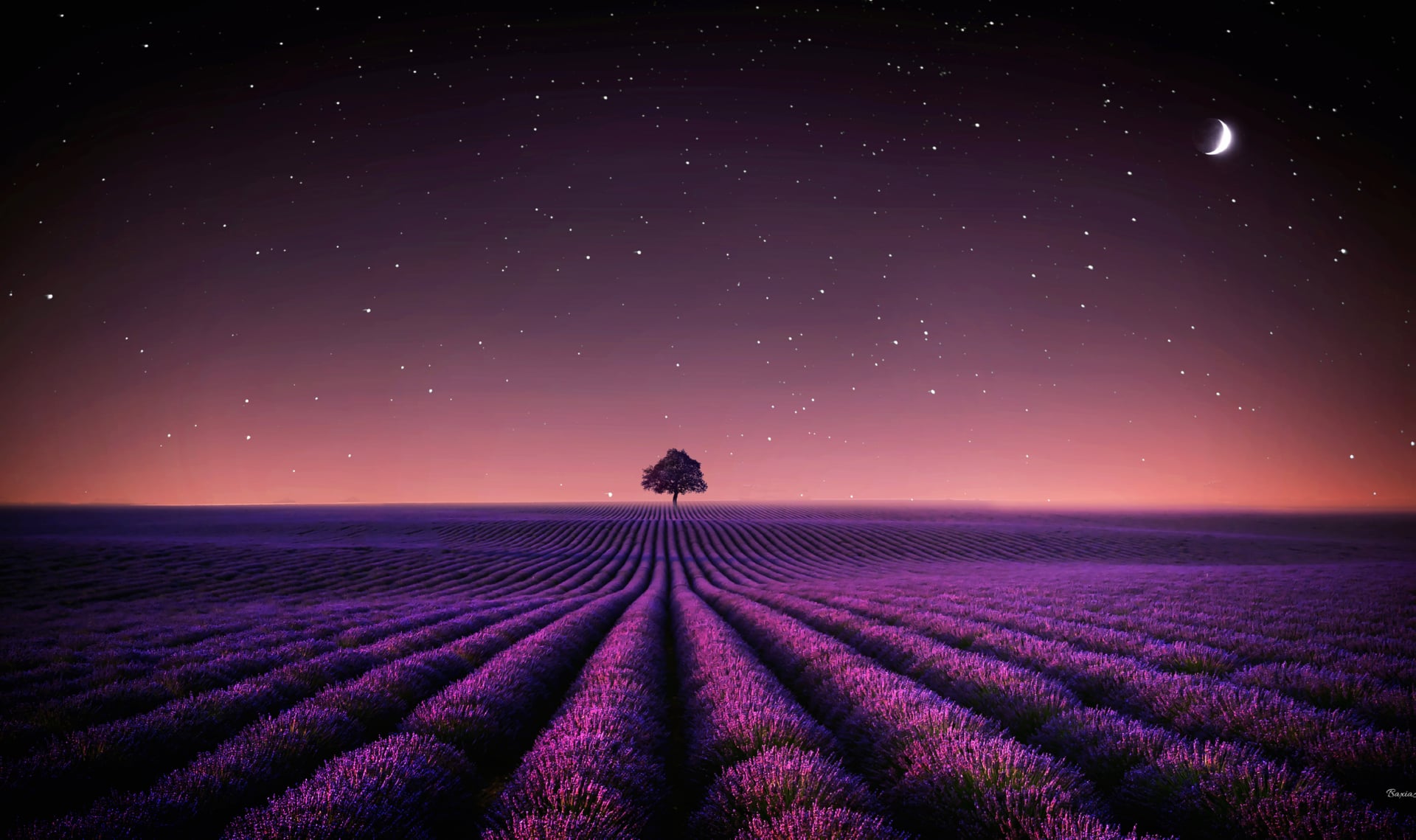 Lavender fields at 320 x 480 iPhone size wallpapers HD quality