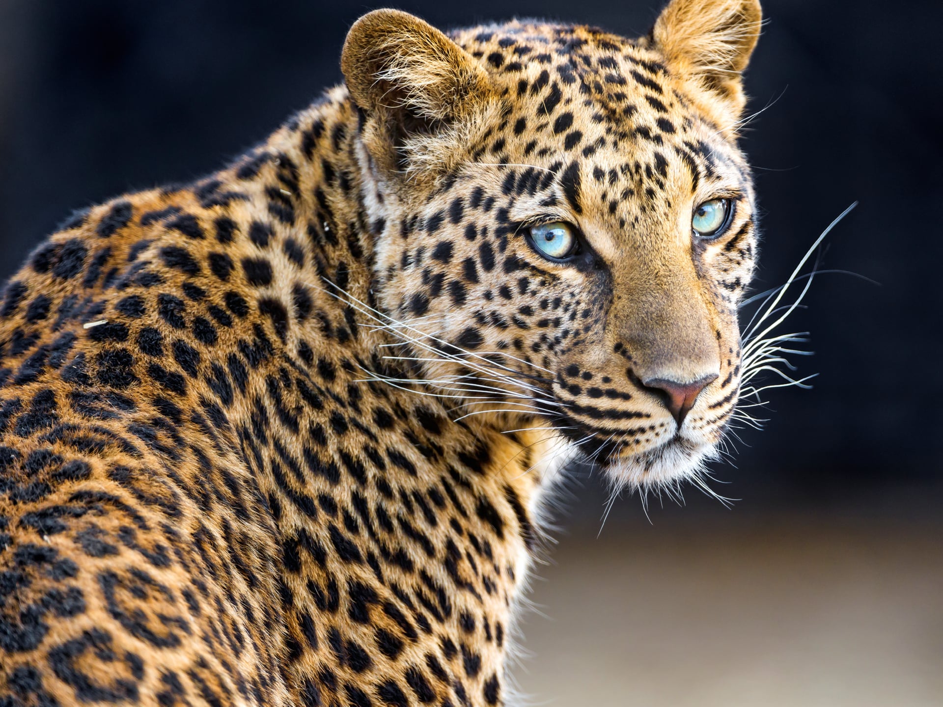 Leopardess at 640 x 1136 iPhone 5 size wallpapers HD quality