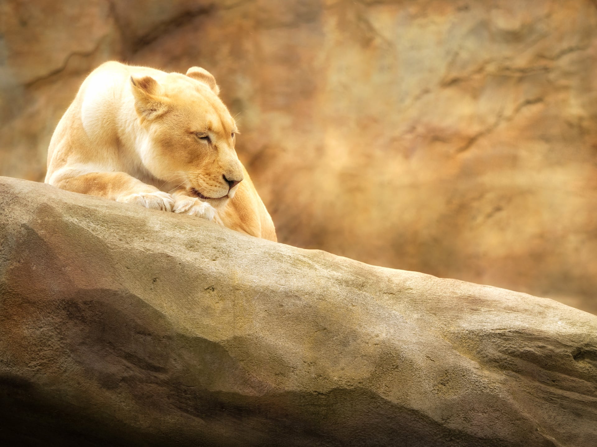 Lioness at 1152 x 864 size wallpapers HD quality