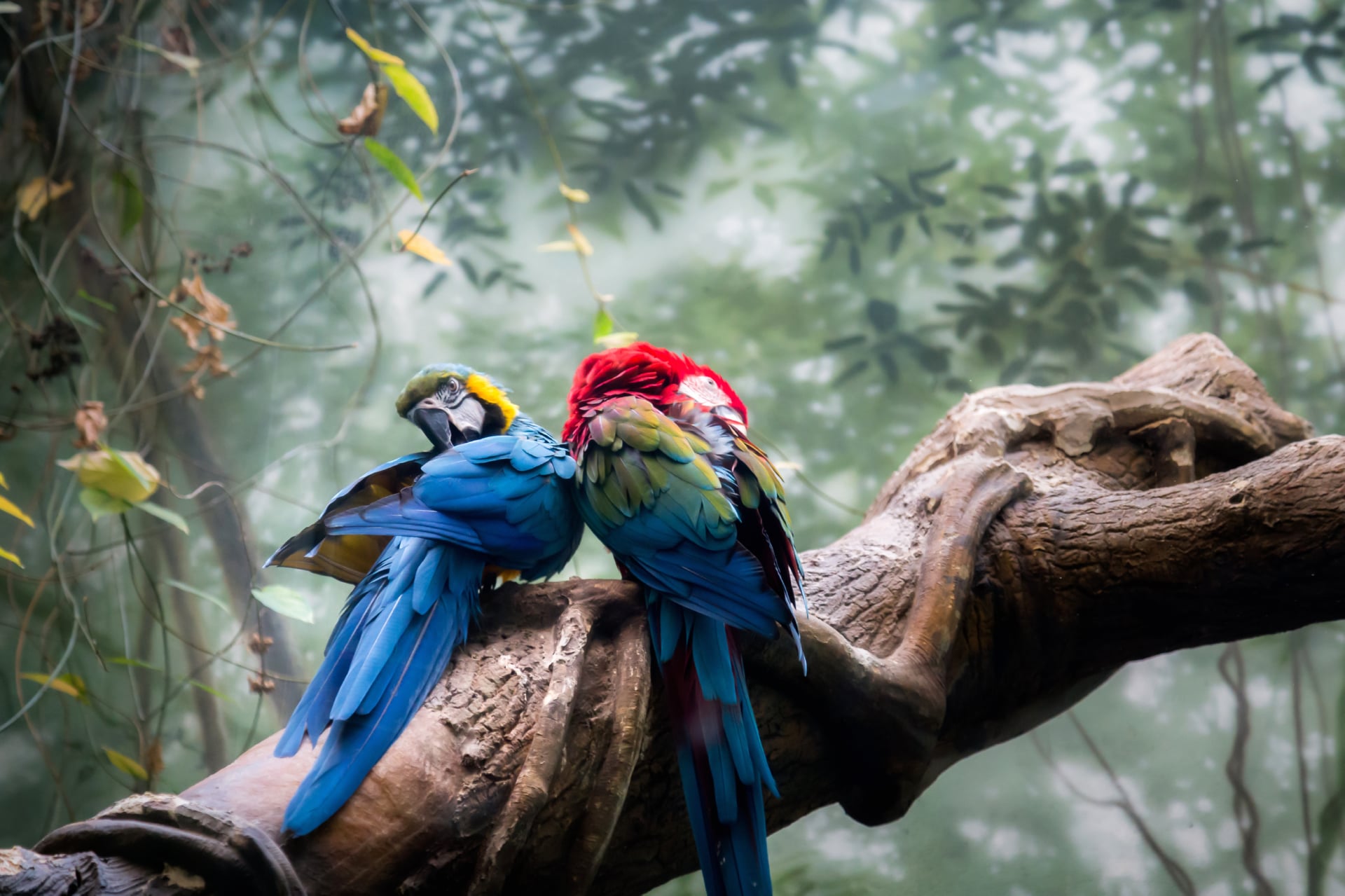Macaw birds at 1280 x 960 size wallpapers HD quality