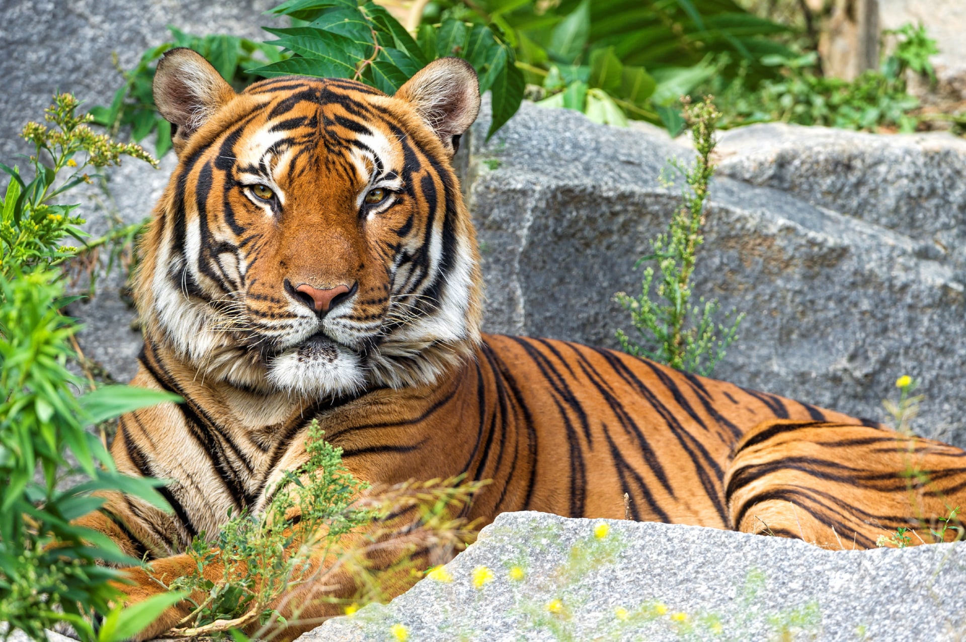 Malayan tiger at 1280 x 960 size wallpapers HD quality