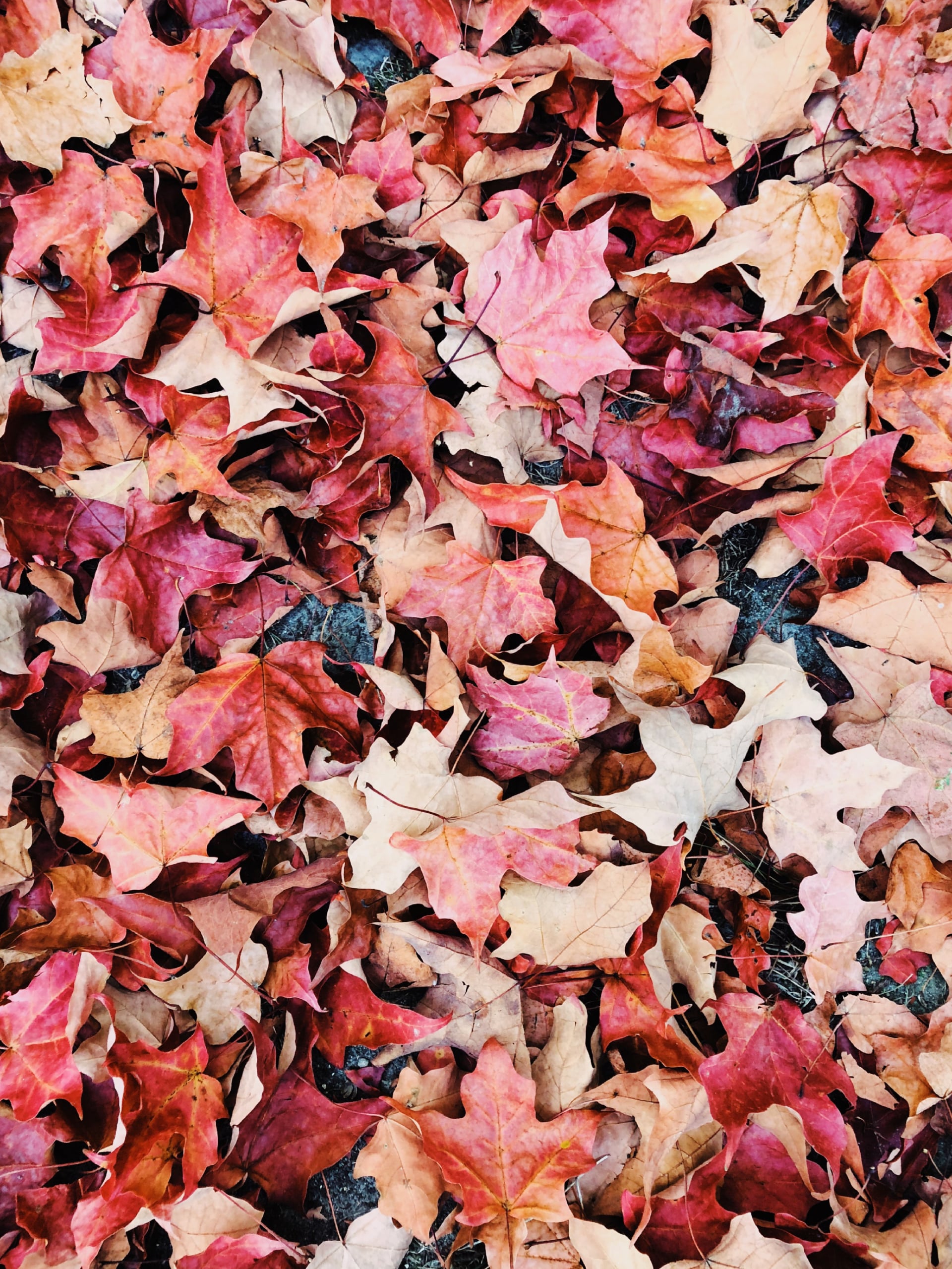 Maple leaves at 640 x 960 iPhone 4 size wallpapers HD quality