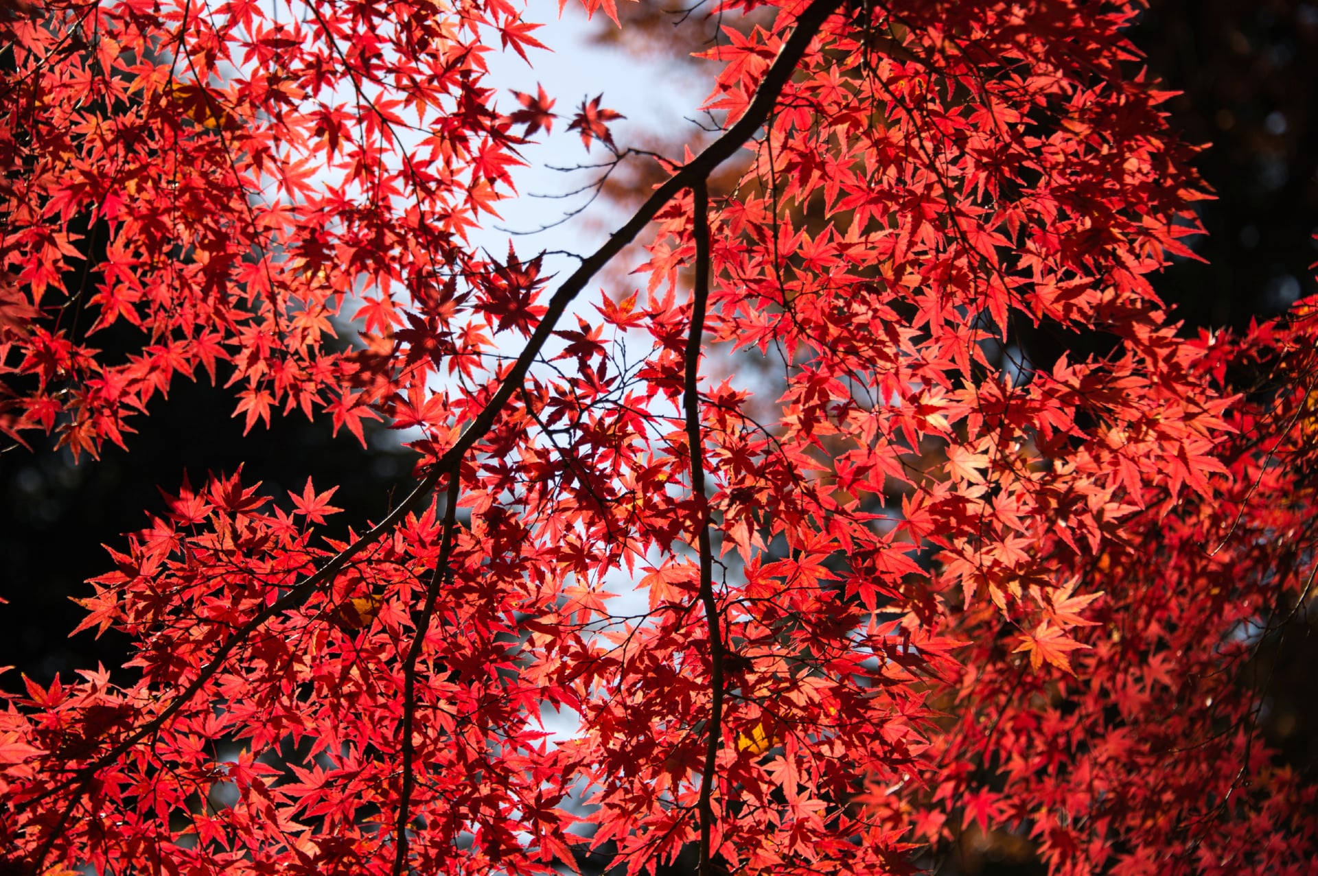 Maple tree at 640 x 1136 iPhone 5 size wallpapers HD quality