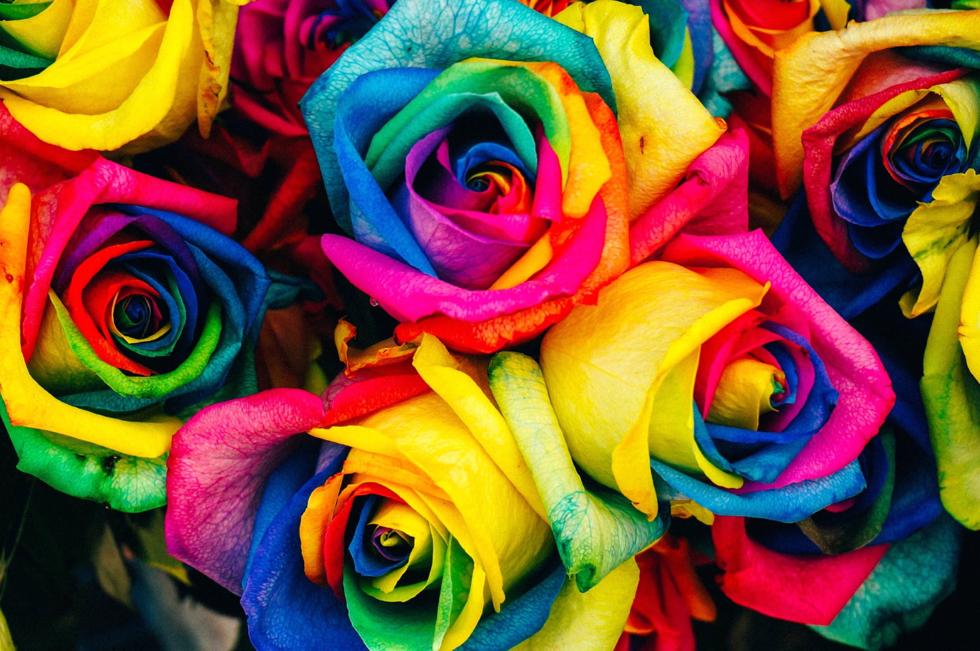 Multicolor Roses at 1152 x 864 size wallpapers HD quality