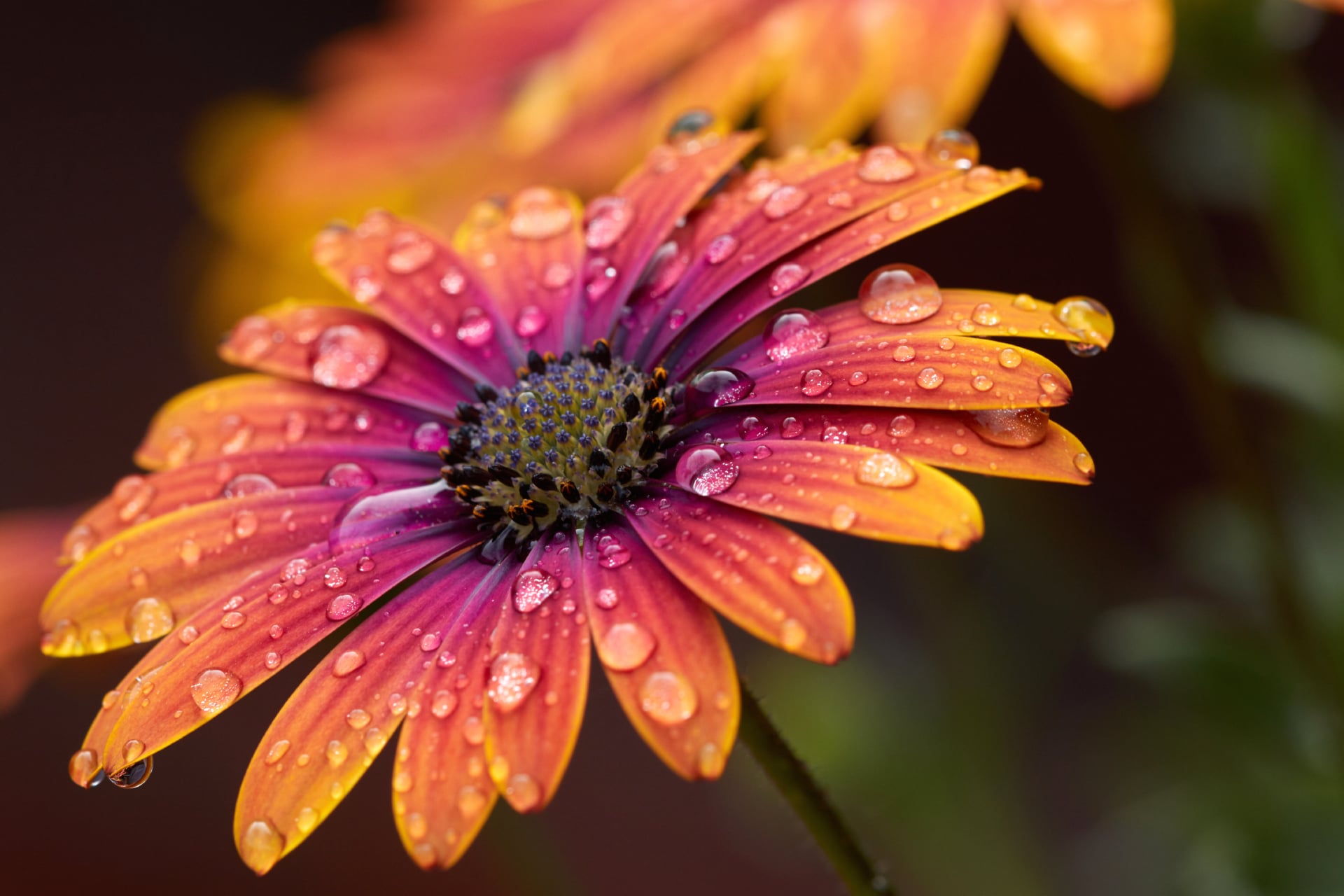 Orange Daisy at 1024 x 1024 iPad size wallpapers HD quality