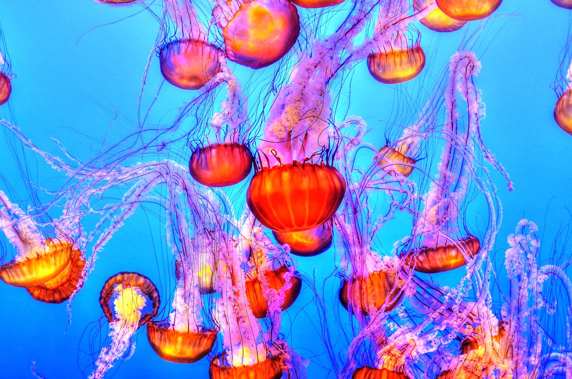 Orange Jelly Fishes at 750 x 1334 iPhone 6 size wallpapers HD quality