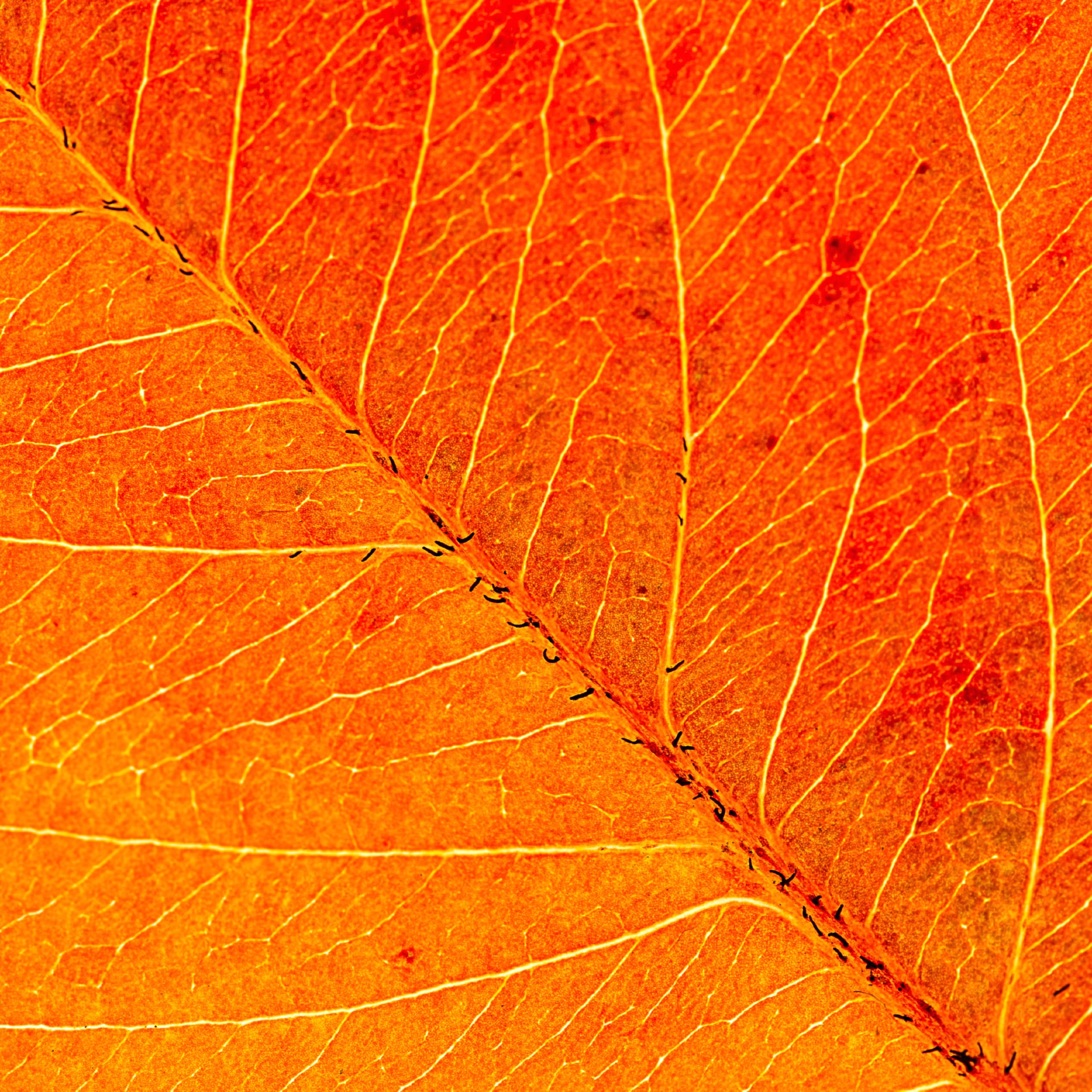 Orange Leaf at 2048 x 2048 iPad size wallpapers HD quality