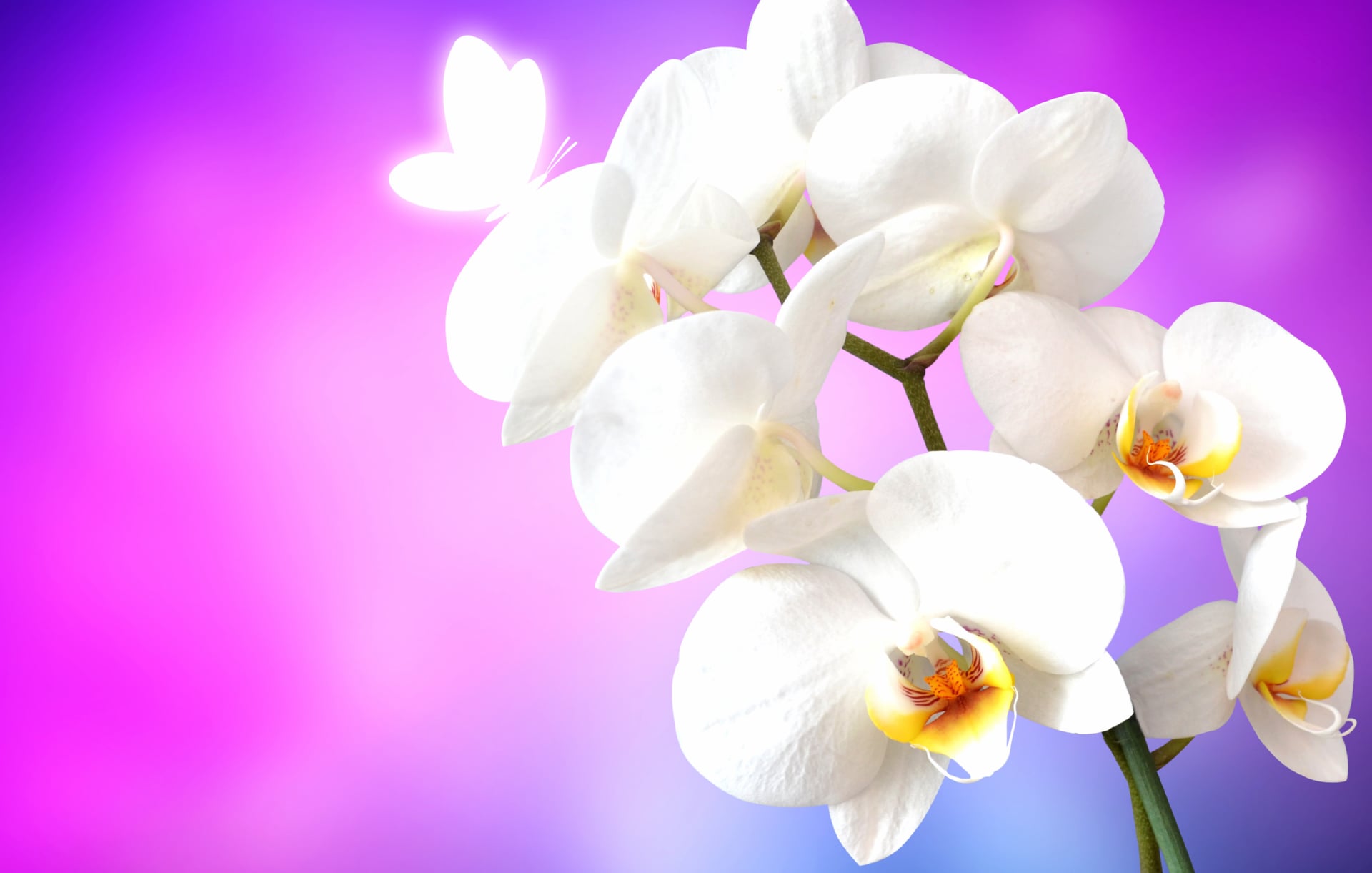 Orchid flowers wallpapers HD quality