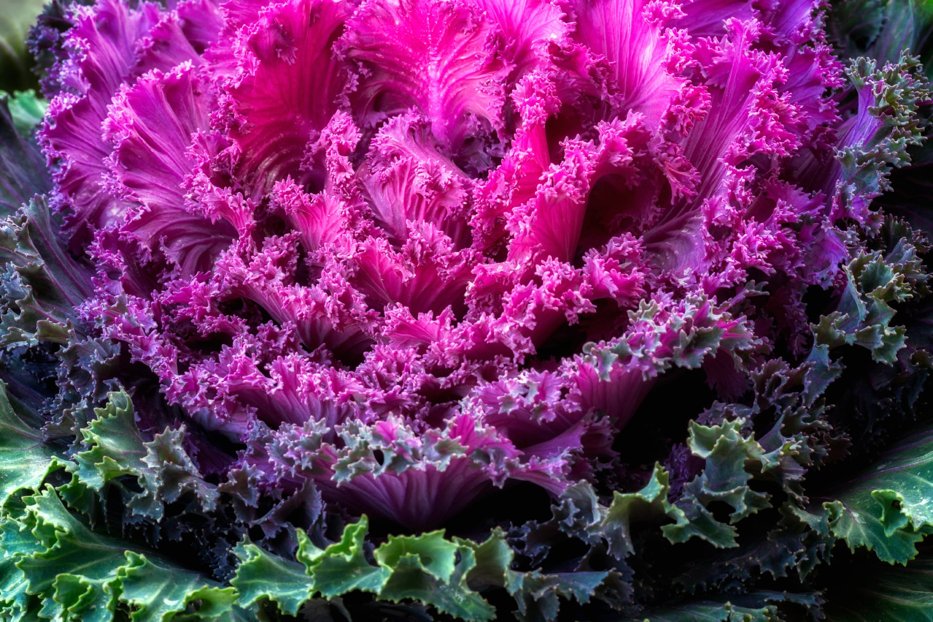 Ornamental Kale at 1600 x 1200 size wallpapers HD quality