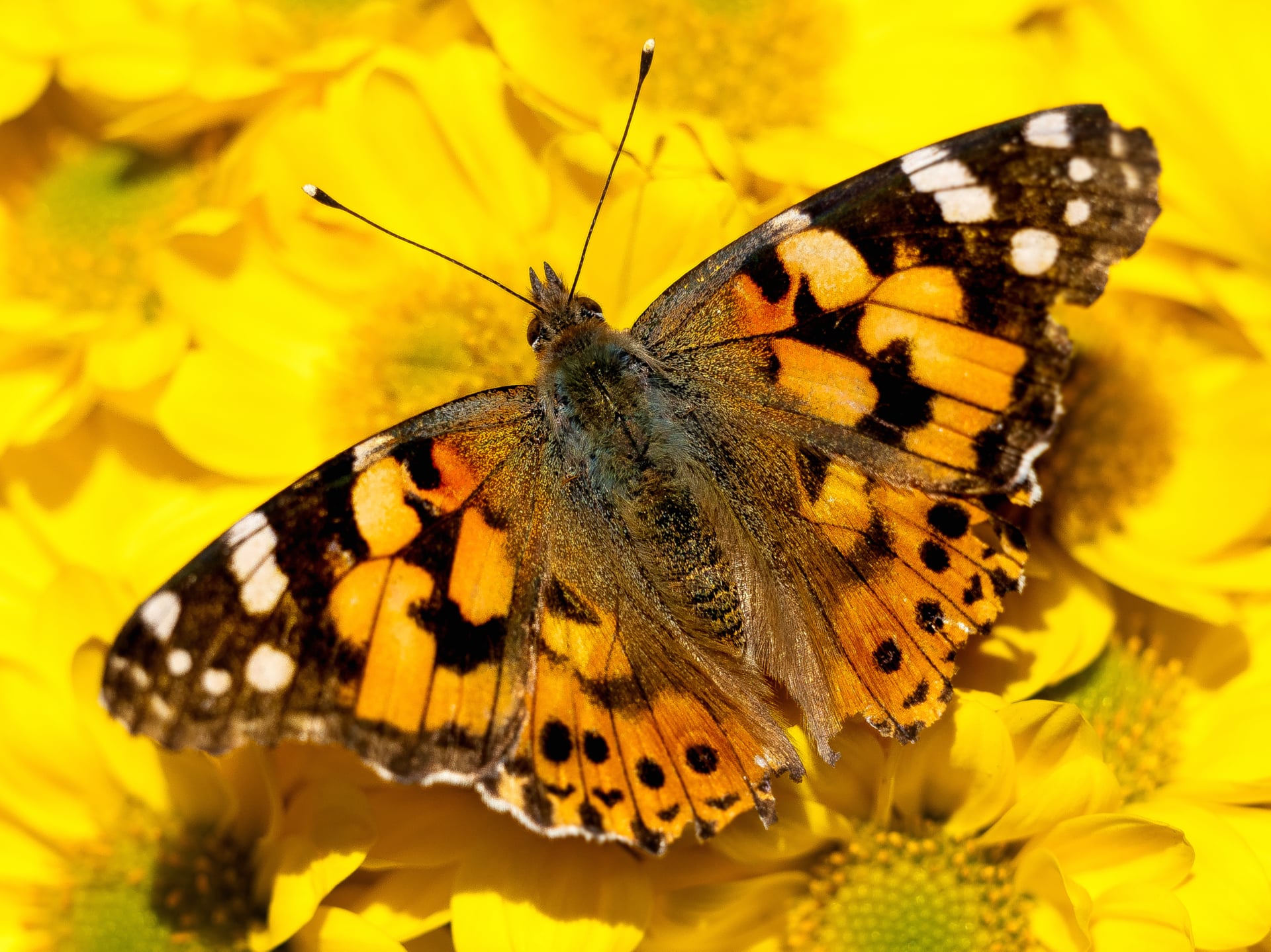 Painted Lady at 1280 x 960 size wallpapers HD quality