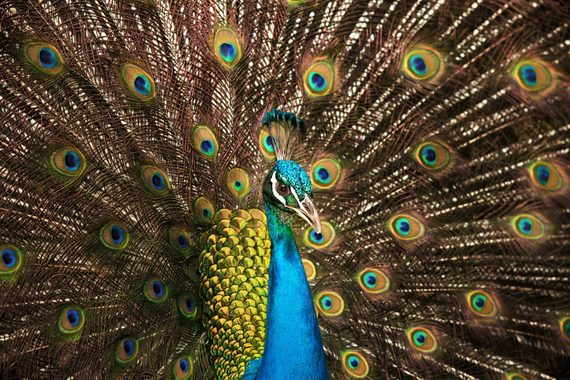 Peafowl wallpapers HD quality