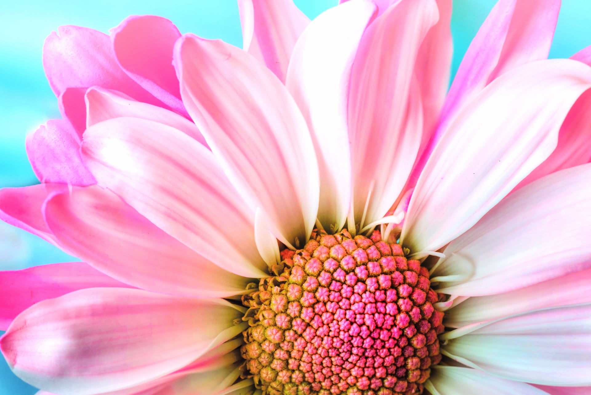 Pink Daisy wallpapers HD quality