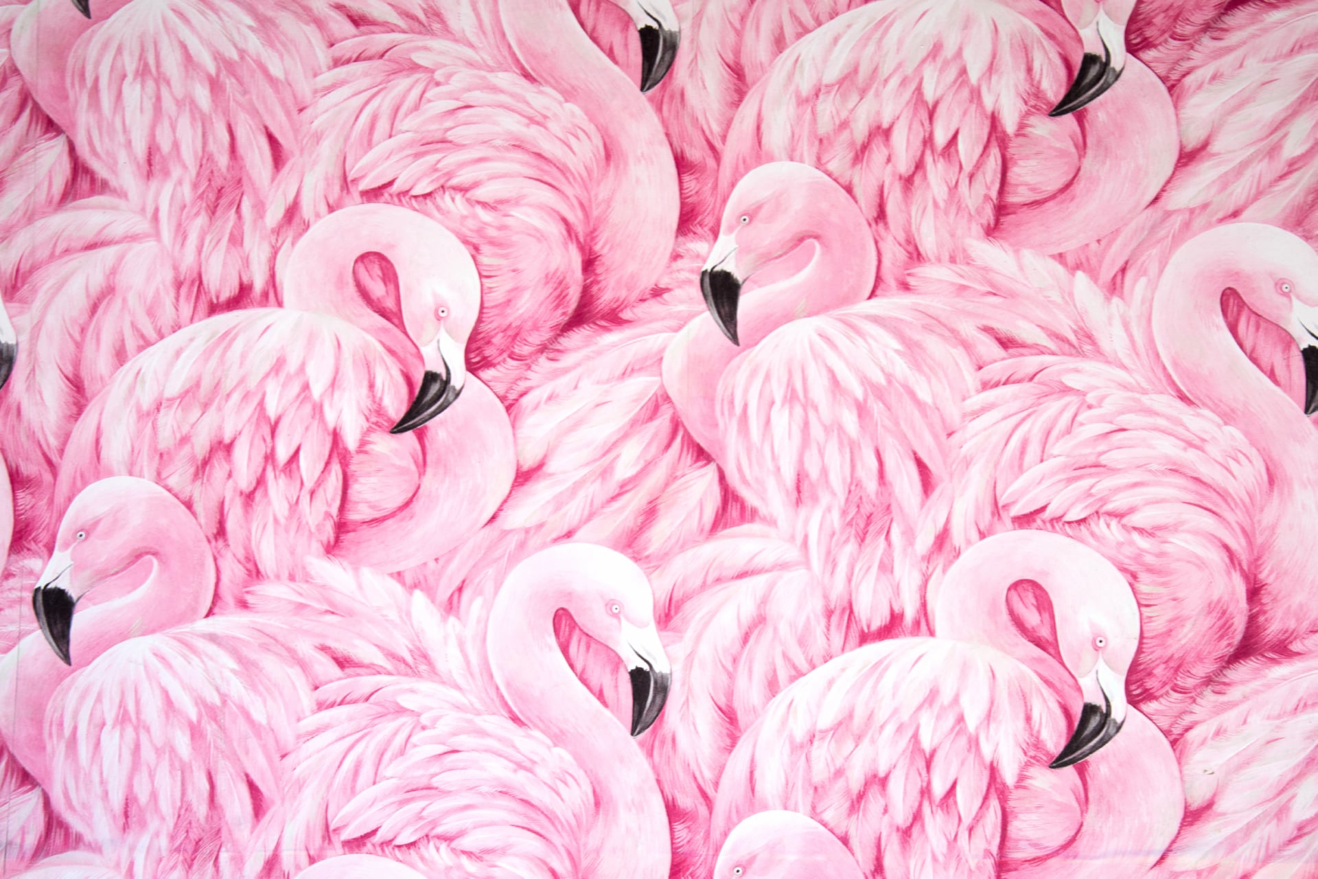 Pink Flamingos wallpapers HD quality