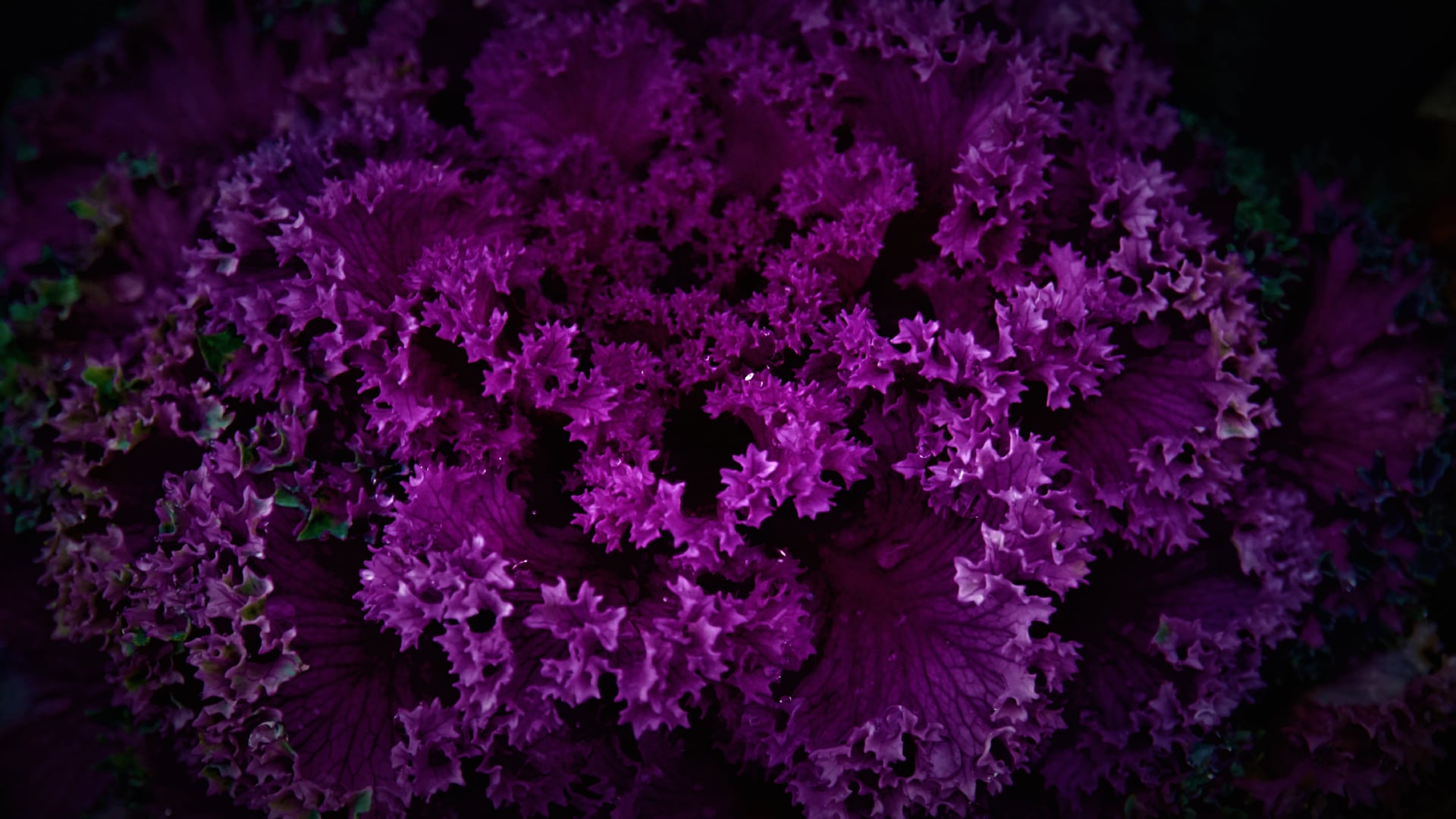 Purple Plant wallpapers HD quality