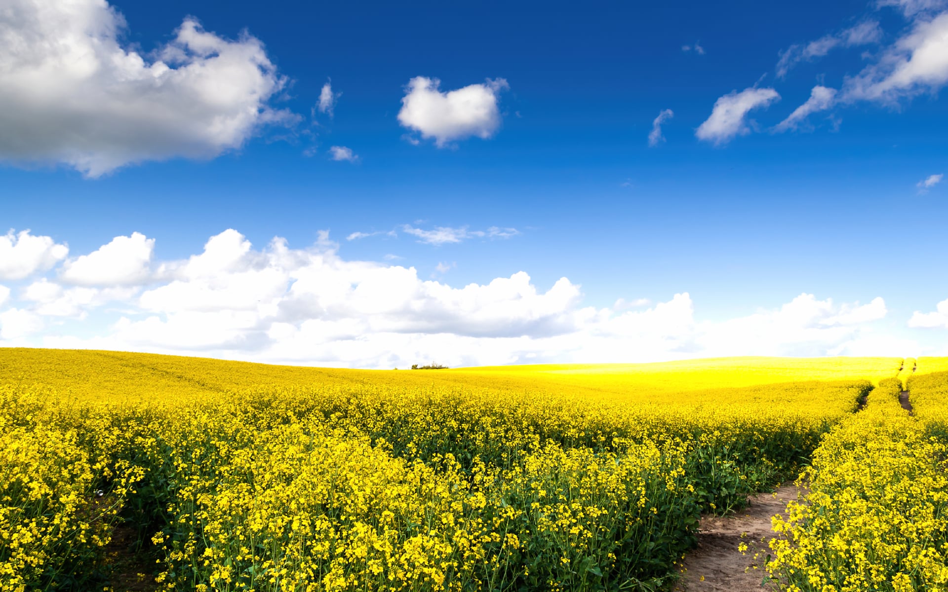 Rape fields at 1600 x 1200 size wallpapers HD quality