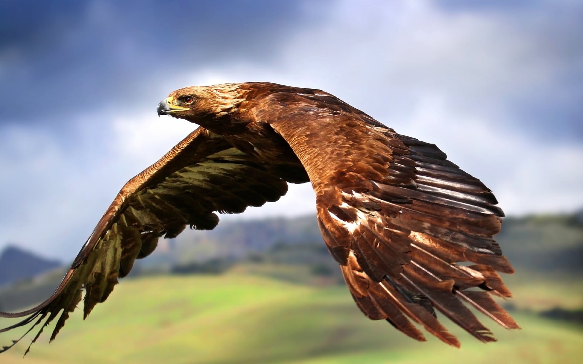 Raptor at 640 x 1136 iPhone 5 size wallpapers HD quality