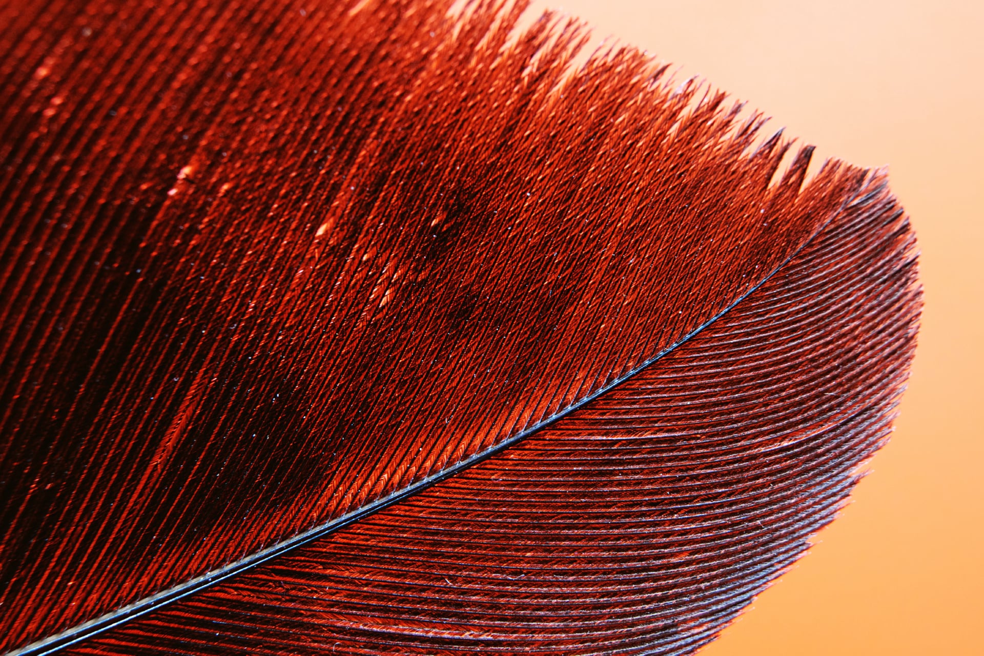 Red Feather at 640 x 960 iPhone 4 size wallpapers HD quality