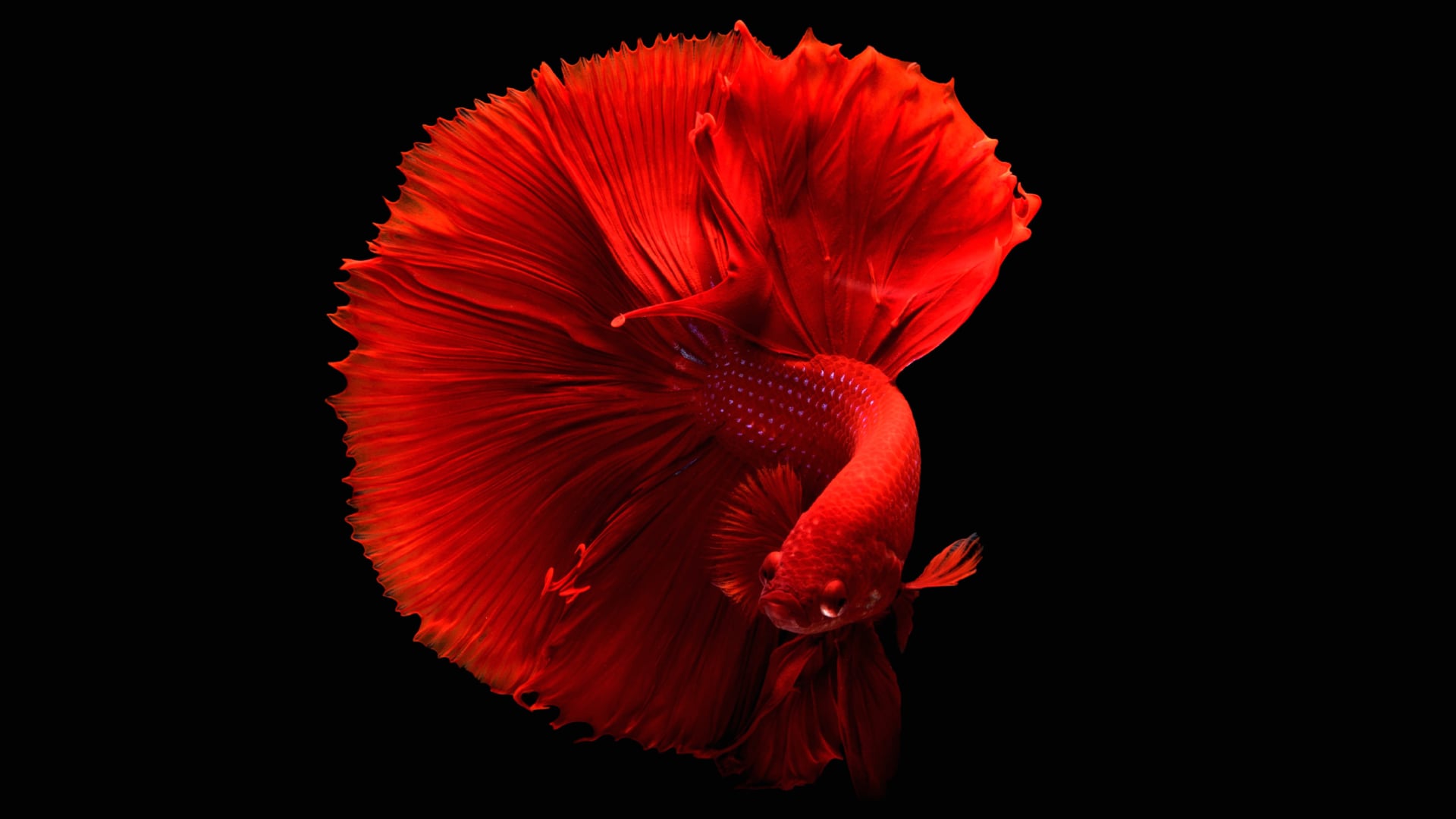 Red fish wallpapers HD quality
