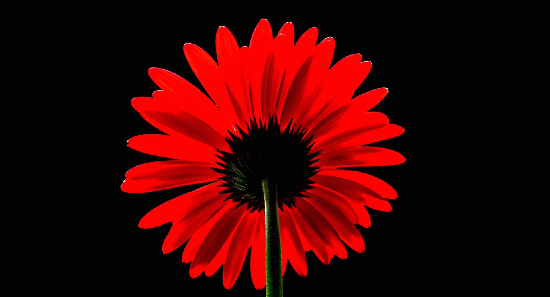 Red Gerbera Daisy at 1600 x 1200 size wallpapers HD quality