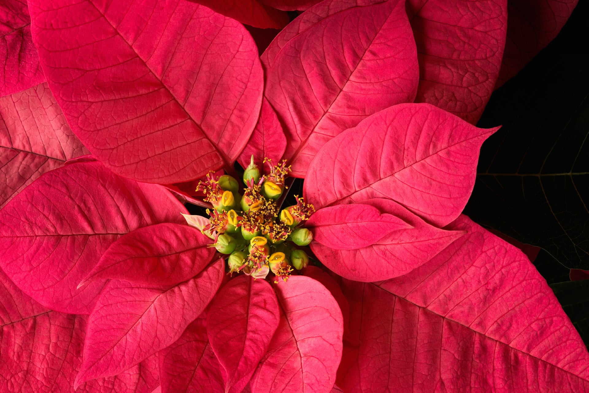 Red Leaf Plant at 320 x 480 iPhone size wallpapers HD quality