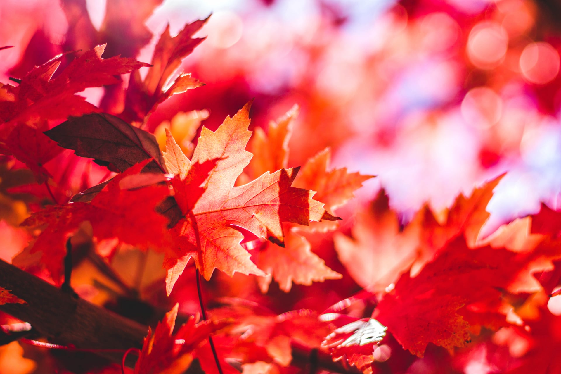 Red Maple Leaves at 640 x 960 iPhone 4 size wallpapers HD quality