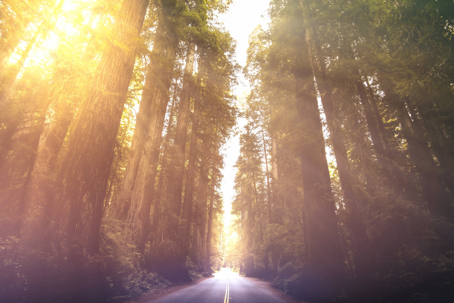 Redwoods National Park at 640 x 960 iPhone 4 size wallpapers HD quality