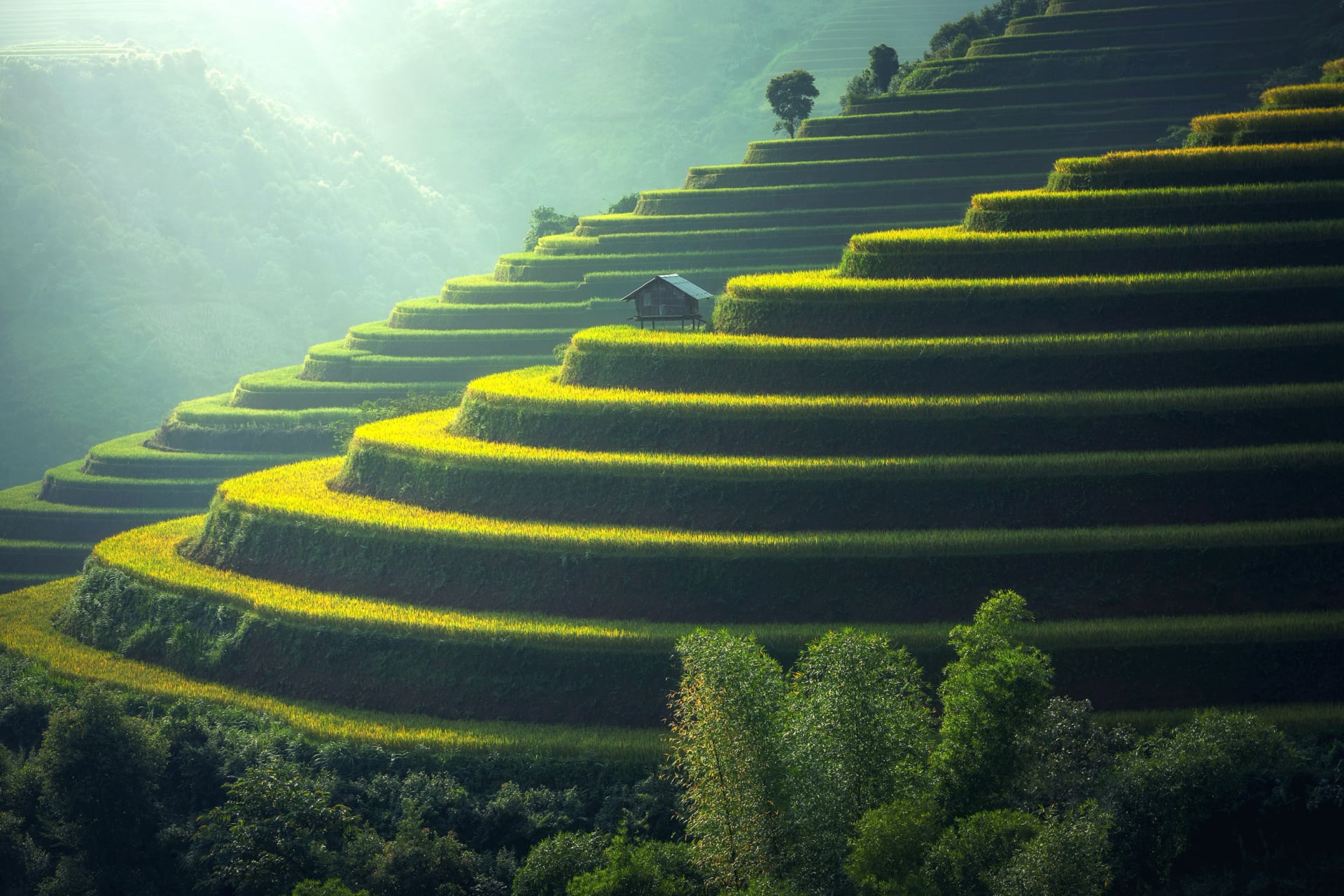 Rice fields at 1024 x 1024 iPad size wallpapers HD quality