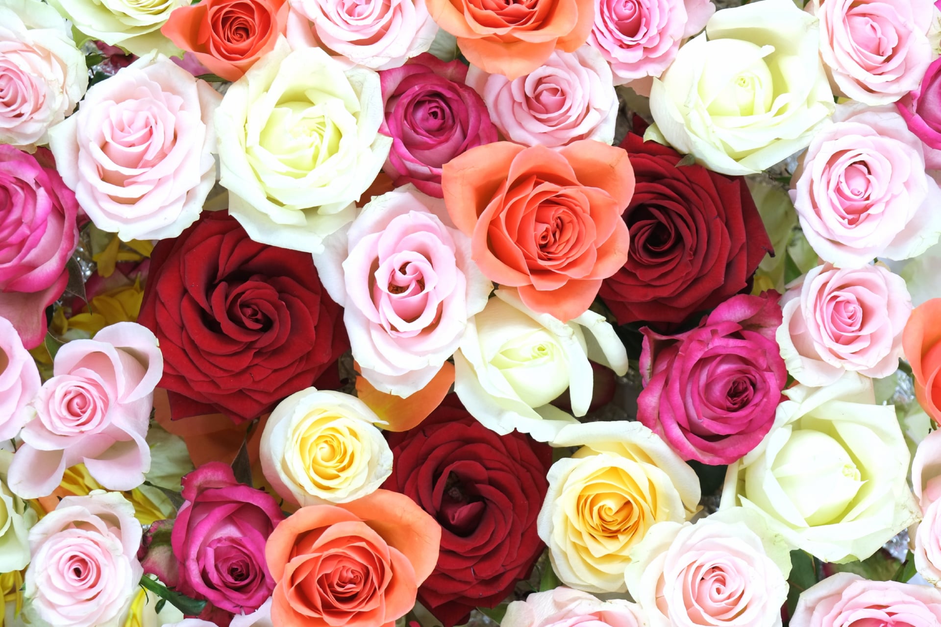 Rose flowers at 640 x 1136 iPhone 5 size wallpapers HD quality