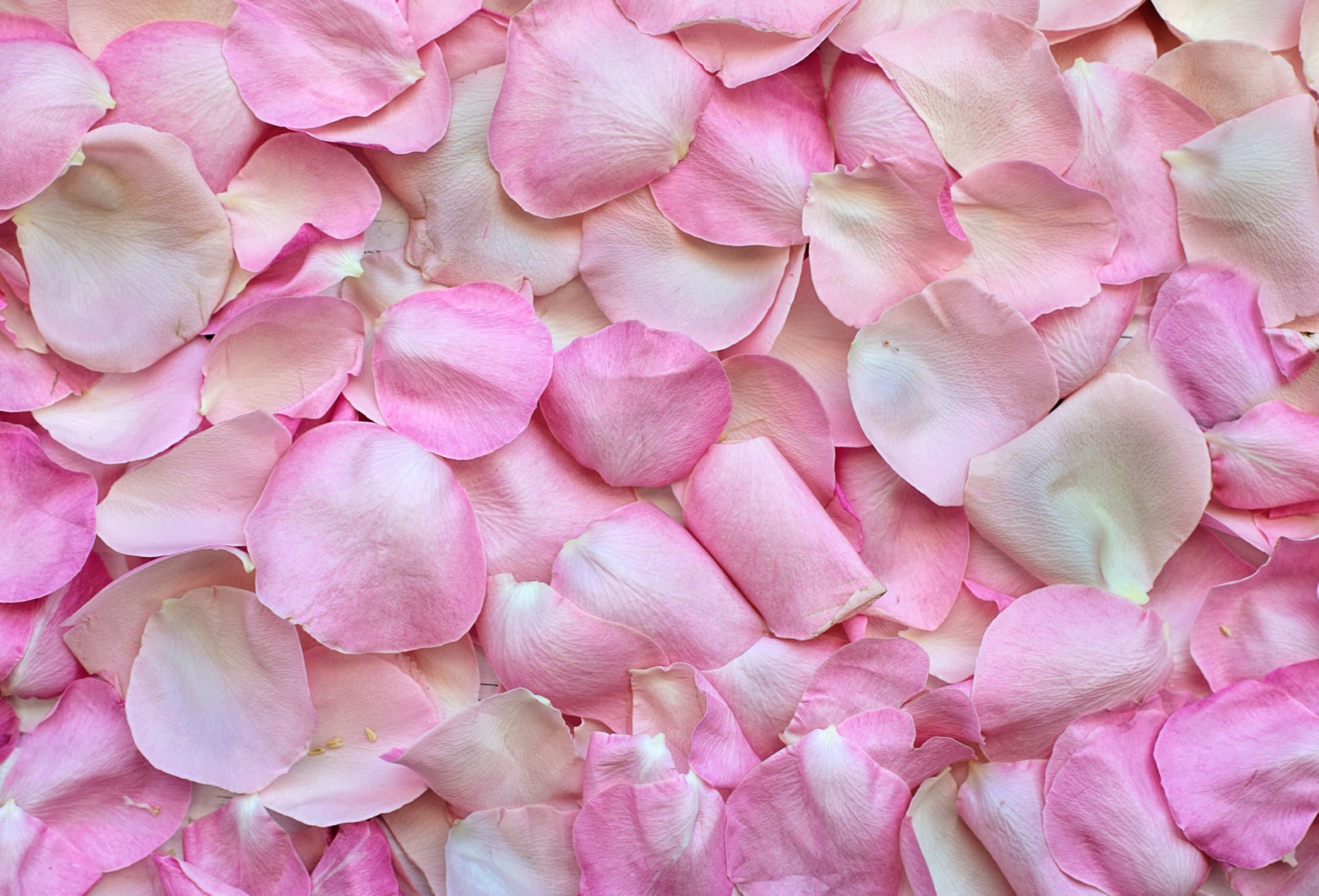 Rose Petals wallpapers HD quality